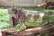Picture 'Cr1_09_12 Iguana, Costa Rica'